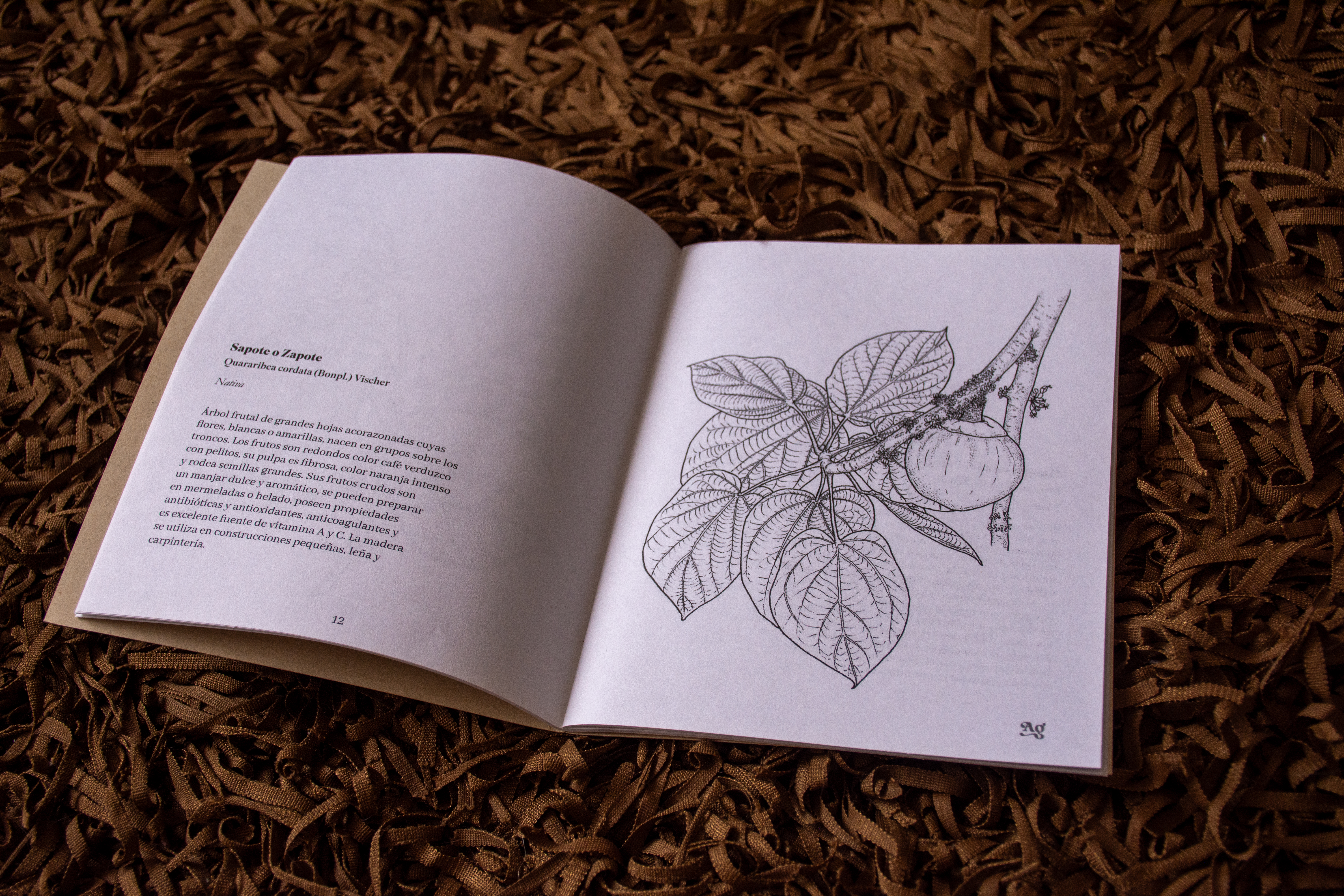 Plantas para Colorear - Vista 2