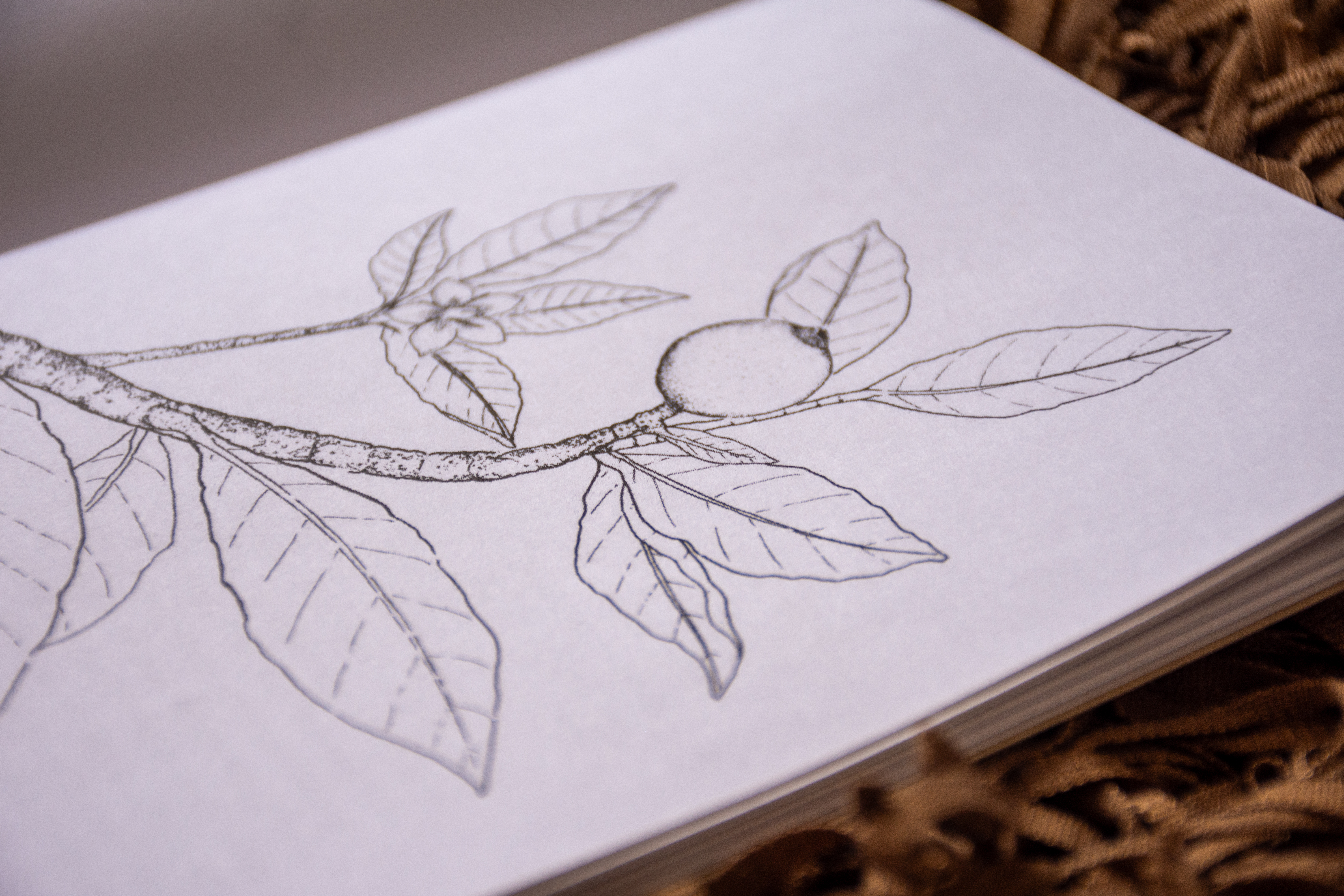 Plantas para Colorear - Vista 3