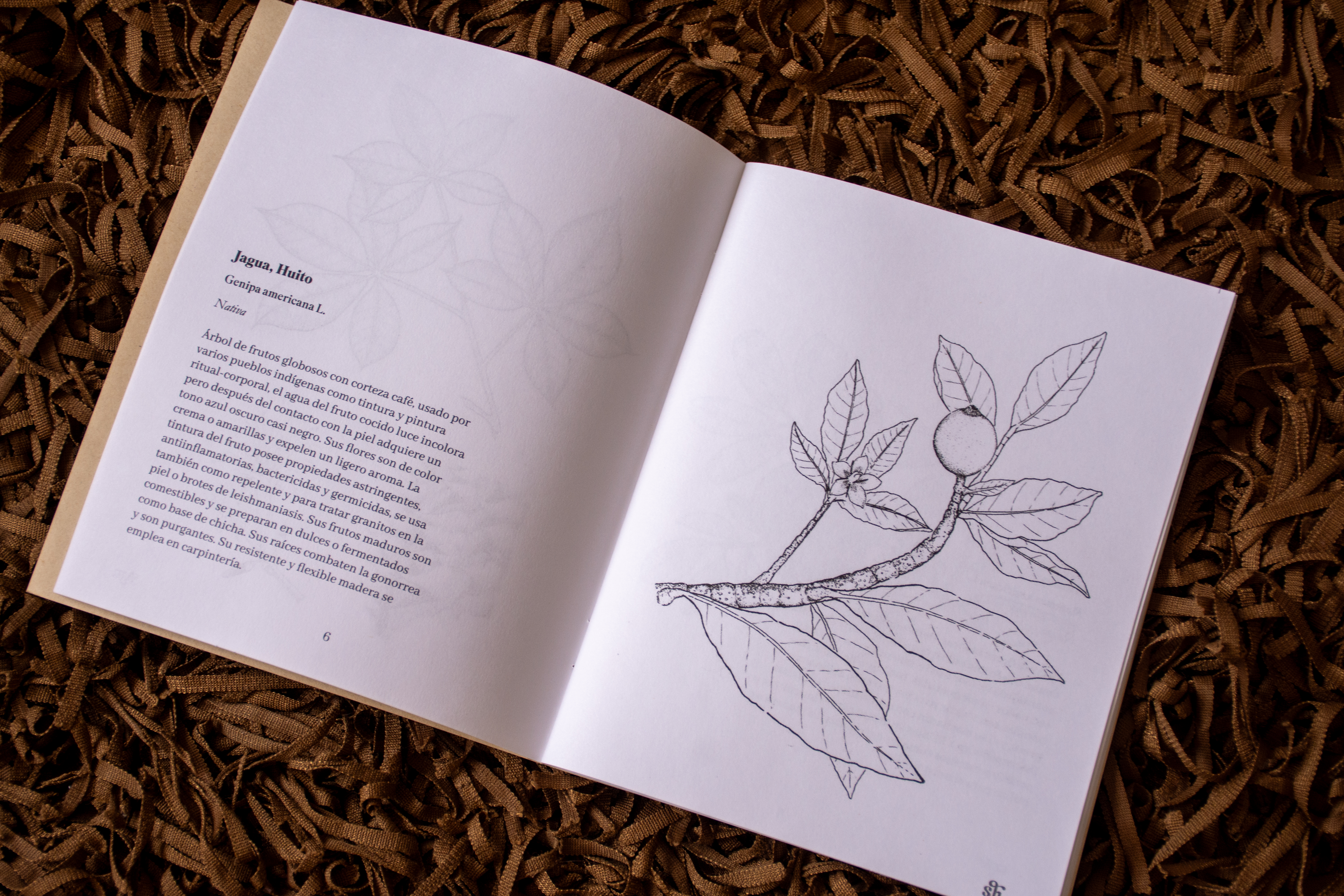 Plantas para Colorear - Vista 4